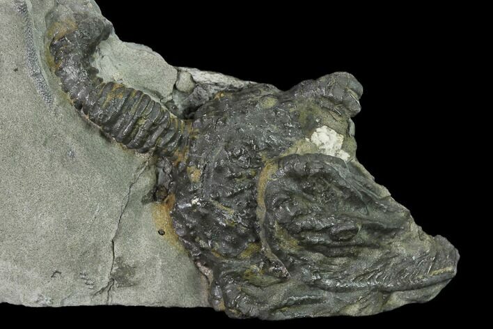 Fossil Crinoid (Platycrinites) - Crawfordsville, Indiana #135549